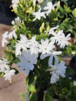 ต้น มะลุลี มะลิซ่อม มะลิพวง Jasminum multiflorum (Burm.f.) Andrews จัดส่งพร้อมกระถาง 10 นิ้ว ไม้หอม ดอกสีขาว