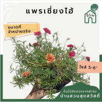 ต้นแพรเซี่ยงไฮ้ ไม้แดด ออกแดดตอนสาย