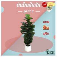 ?สินค้าขายดี? [กระถางดำ  (ก9)](ต้นไม้คลาสสิค!) ต้นไทรใบสัก 1.2 เมตร ทรงทาวเวอร์ #ต้นไม้ปลอมตกแต่งบ้าน