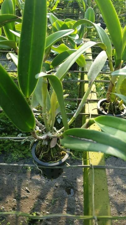 กล้วยไม้-แคทลียา-cattleya-แคทลียาลอดกรีนเวิล-สีเขียวปากม่วง-ดอกขนาดใหญ่-มีกลิ่นหอม-ขนาดกระถาง6-ไม่ติดดอก