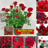 เมล็ดดอกกุหลาบ Good Quality Red Rose Seeds (200pcs/bag) เมล็ดบอนสีสวยๆ บอลสีชนิดต่างๆ บอนสี เมล็ดดอกไม้ Flowering Plants Seeds ต้นไม้มงคล บอนสีราคาถูกๆ ดอกไม้ บอนสีหายาก ไม้ประดับมงคล ดอกไม้ปลูกสวยๆ หัวบอนสี กุหลาบหิน เมล็ดพันธุ์ เมล็ดผักต่างๆ เมล็ดดอกไม้