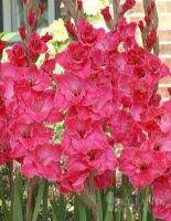 สีชมพู แกรนดิโอลัส (Gladiolus) 10หัว/ชุด หรือดอกซ่อนกลิ่นฝรั่ง เป็นดอกไม้แห่งคำมั่นสัญญา ความรักความผูกพัน ดอกแห่งรักแท้