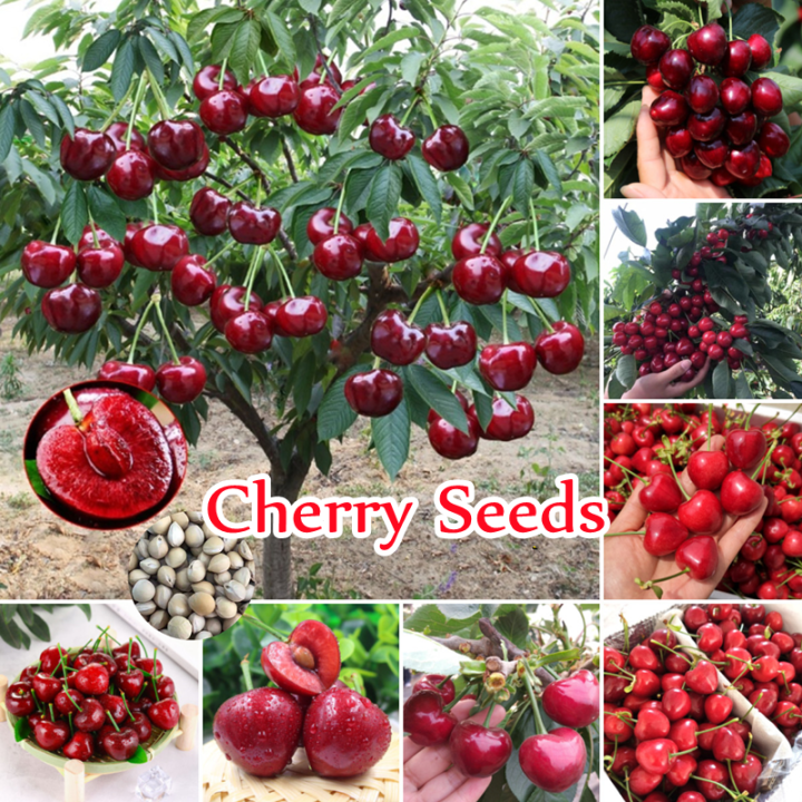 [Fast Grow] Malaysia Ready Stock 30Pcs Cherry Seeds Benih Pokok Buah ...