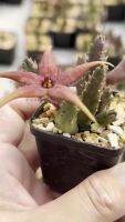 HOT** เก๋งจีน Stapelia schinzii แคคตัส เพชร cactus&amp;succulent ส่งด่วน พรรณ ไม้ น้ำ พรรณ ไม้ ทุก ชนิด พรรณ ไม้ น้ำ สวยงาม พรรณ ไม้ มงคล