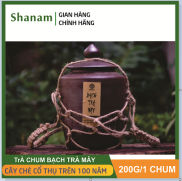 Chum trà - Bạch trà Mây - Chè tà xùa, shan tuyết cổ thụ, bạch trà