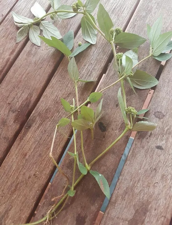 Pokok Susu Nabi Ara Tanah Lazada