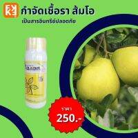 ส้มโอ จุดสนิม ราสีชมพู ใบไหม้ เชื้อราต่างๆในส้มโอ ปลอดสารพิษ ไอเอส และ FK-T(ใช้ได้ทุกพืช)โดย FK สวน ปุ๋ย ศัตรูพืช