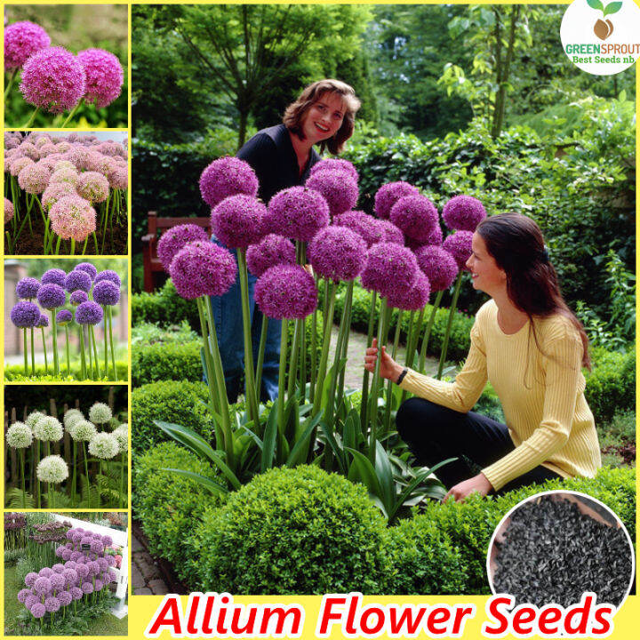 Easy to grow丨Giant Allium giganteum Flower Seeds (1 pack 100pcs) Rare