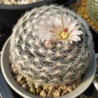 กระบองเพชร แคคตัส (Cactus) แมมแคนดิด้า โรเซ่(Mammillaria candida var. Rosea ) ไม้ชำหน่อ จัดส่งทั้งกระถาง ลักษณะตามภาพ *พิจารณาก่อนสั่งซื้อ