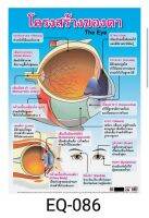 โครงสร้างของตา EQ 086 โปสเตอร์สื่อการสอน หุ้มพลาสติก ขนาด 50 * 70 cm