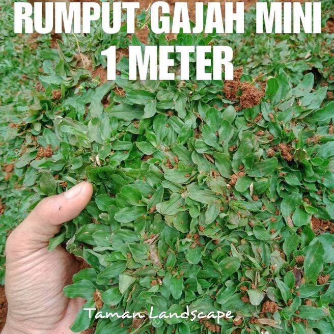 Rumput Gajah Mini 1 Meter Lazada Indonesia