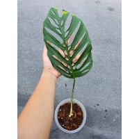 โปรแรง *ใบใหญ่* มอนสเตอร่า อคูมินาต้า (Monstera acuminata) ไม้ฟอกอากาศ ไม้หายาก (adansonii swiss chesse)ไม้สะสม พลูฉลุ เก็บเงินปลายทาง