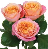 20 เมล็ด Rose Seeds ดอกกุหลาบ กุหลาบแกรนดิฟลอร่า สายพันธุ์ Grandiflora Outback Spirit สีโอรส ดอกซ้อน ดอกไม้แห่งความรัก ส่งพร้อมคู่มือวิธีปลูก