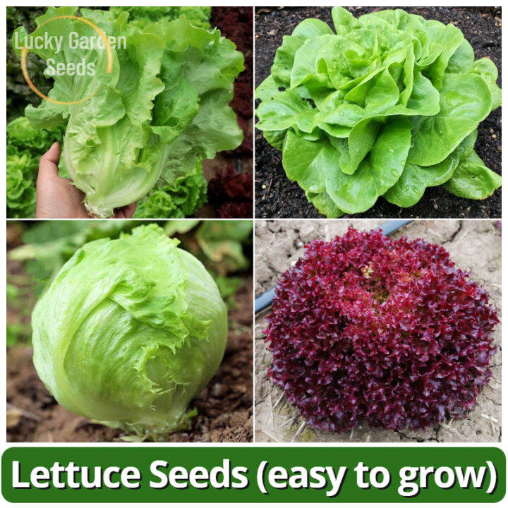 High Yield Lettuce Seeds Veggie Lettuce Salad Seeds (Italian Lettuce