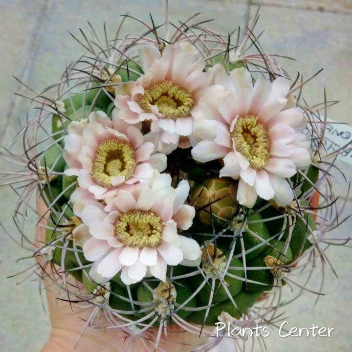 plants-center-พร้อมส่ง-กระบองเพชร-แคคตัส-cactus-gymnocalycium-saglionis-9-10cm-ไม้เมล็ดseeding