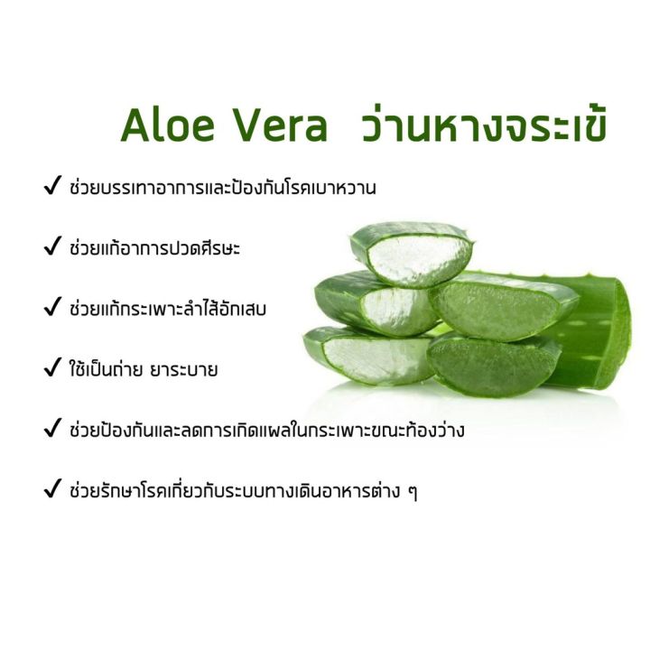 ว่านหางจระเข้สกัด-aloe-vera-gels-100-softgels-now-foods