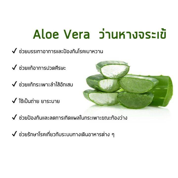 ว่านหางจระเข้สกัด-aloe-vera-gels-100-softgels-now-foods