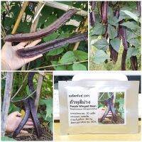 เมล็ดพันธุ์ ถั่วพูสีม่วง (Purple Winged Bean Seed) 10 เมล็ด คุณภาพดี ราคาถูก ของแท้