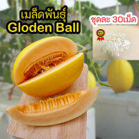 เมล็ด​พันธุ์​เมล่อน​ golden ball ซองละ​ 30​ เม็ด​ ผิวสีทองเนื้อส้ม