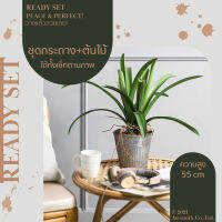 Homequarterbkk-Lively Set-Waan ต้นว่าน ชุด เซท เซ็ทพร้อมโชว์ ของตกแต่งบ้าน ต้นไม้ปลอม พร้อมกระถางสังกะสีลายพลีท ราคาต่อ 1 ชุด