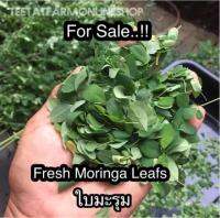 Moringa Leafs ใบมะรุม อีกหนึ่งความมหัศจรรย์ของสมุนไพรไทย ที่ใครๆก็ต่างยกย่องว่าประโยชน์ของมะรุมนั้นเด็ดจริง มีคุณค่าทางสารอาหารสูงมากๆ