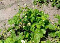 เมล็ดพันธุ์ Strawberry สายพันธุ์ Fragaria vesca alpine Strawberry white soul 50 เมล็ด เมล็ดพันธุ์นำเข้าจากยุโรป