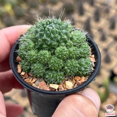 HOT** แมมบร็อคโคลี่ Mammillaria Spinosissima Un Pico Montrose แคคตัส เพชร cactus&amp;succulent ส่งด่วน พรรณ ไม้ น้ำ พรรณ ไม้ ทุก ชนิด พรรณ ไม้ น้ำ สวยงาม พรรณ ไม้ มงคล