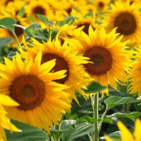 Sunspot Sunflower(30-40seeds) ทานตะวันซันสปอท (30-40 เมล็ด)