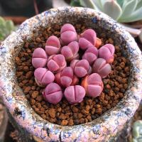 25 เมล็ด เมล็ดไลทอป Lihops Seeds พืชอวบน้ำ ไม้ก้อนหิน สายพันธุ์ Lithops optica cv rubra