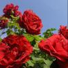Cây hoa hồng nhung sa đéc mặt hàng đang được săn đón chất lượng tặng 02 - ảnh sản phẩm 1
