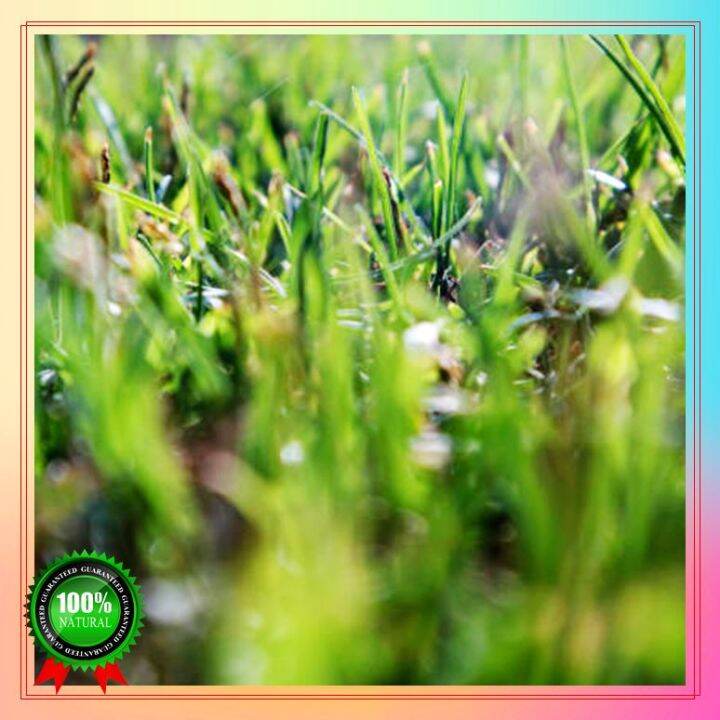 Fast Germination 100 seeds manila grass seeds Bonsai Seeds for sale