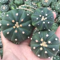 แอสโตร แอสทีเรียส astro Astrophytum asterias 3.5-5 cm. กระบองเพชร แคคตัส Cactus เปลือยราก