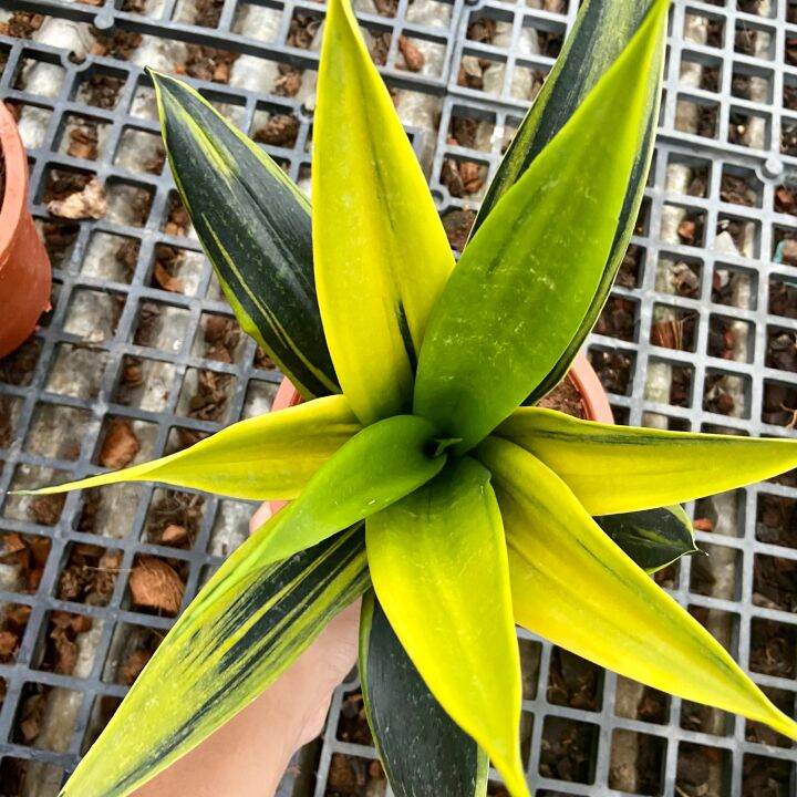 ส่งไว-ต้นลิ้นมังกรโกลเฟรม-dracaena-trifasciata-gold-flame-หายาก-ใหญ่มาก-กระถาง-8-นิ้ว-ต้นไม้มงคล-ต้นไม้ฟอกอากาศ-ต้นไม้ส่งทั้งกระถาง