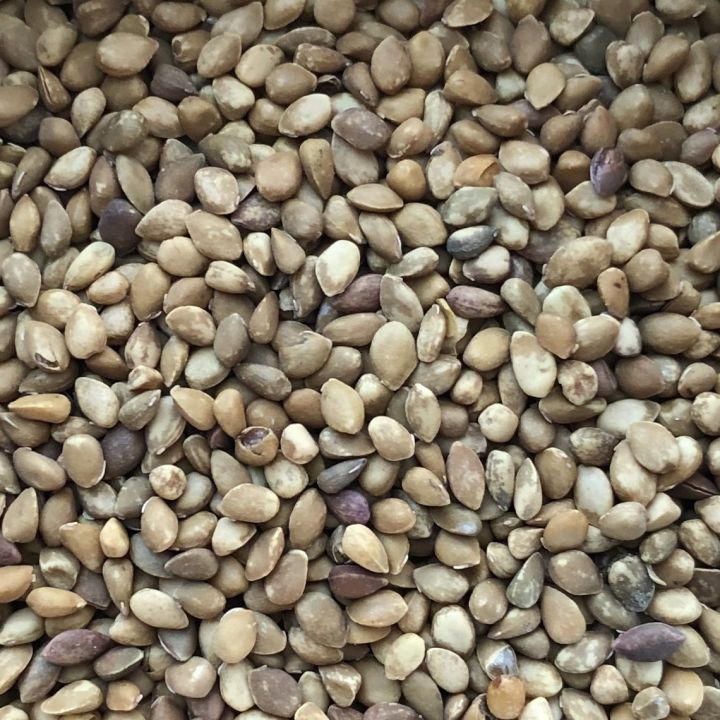 20-เมล็ดพันธุ์-garden-seeds-หม่อน-ลูกหม่อน-หรือ-มัลเบอร์รี่-เก้ซิวเอียะ-mulberry-seed-อัตราการงอก-80-85