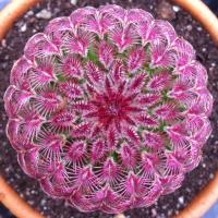 พร้อมชุดเพาะ+เรนโบว์แคคตัส (Echinocereus Pectinatus Rubispinus) 5 เมล็ด