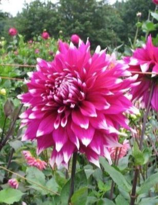 1 เหง้า/ออเดอร์ รักเร่ Dahlia สายพันธุ์ Englands Glory หัวรักเร่ ดอกไม้ หัวหน่อ เหง้า นำเข้า เนเธอร์แลน หัวสดใหม่