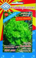 กรีนคอรัล ไบรท์กรีน ผักสลัด ผักกาดหอม Green Coral เมล็ดพันธุ์ตราสามเอ