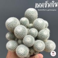 เข็มเงิน #ฟอร์มกอ Mammillaria geminispina แคคตัส กระบองเพชร cactus&amp;succulent