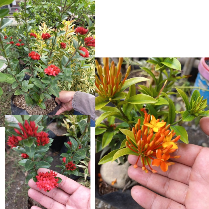 SANTAN PLANT DIFFERENT COLOR OF FLOWER AND CHERRY SANTAN PLANT OUTDOOR