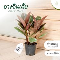 Treeno.9  T1 ยางอินเดีย ด่างชมพู 3 ต้น ใน 1 กระถาง (Rubber Plant) กระถาง 6 นิ้ว สูง 25-30  ไม้ใบประดับด่างสวย ไม้ฟอกอากาศ