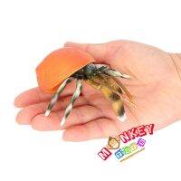 Monkey Toys - โมเดลสัตว์ Hermit Crab ปูเสฉวน ขาลาย ขนาด 10.80 CM (จากหาดใหญ่)