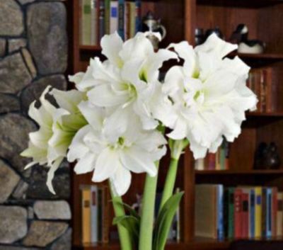 1 หัวว่าน ว่านสี่ทิศฮอลแลนด์ Amaryllis Ice Queen 18-24 ซม สินค้านำเข้า แช่เย็นแล้ว หัวขนาดใหญ่ สินค้าจำนวนจำกัด