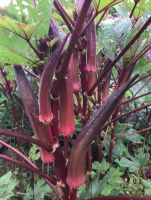 เมล็ดกระเจี๊ยบมอญสีแดง(red okra seeds)มีฝักใหญ่ยาว ปลูกง่าย ปลูกได้ทุกฤดู ทนต่อโรคและแมลง(พันธุ์แท้สามารถเก็บเมล็ดทำพันธุ์ต่อได้)