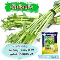 เมล็ดพันธุ์ผักบุ้งแก้ว เย็นตาโฟ บิ๊กโฟ ตราสามเอ ขนาด1กิโลกรัมและ10กรัม เมล็ดผักบุ้งแก้ว เมล็ดผักบุ้ง เมล็ดพันธุ์ผัก เมล็ดผักสวนครัว