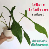 ยิ่งโตยิ่งแพง ฟิโล (โจปิอาย/จูปิอาย) philodendron joepii ไม้แรร์