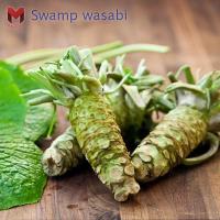 วาซาบิ(swamp wasabi)ญี่ปุ่น(50เมล็ด)