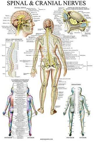 Spinal Nerves Anatomical Chart Spine And Cranial Nervous System Anatomy