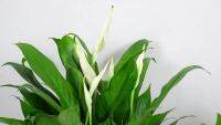 ( Pro+++ ) สุดคุ้ม T188 เดหลีแคระนำเข้า ดอกเยอะมาก (Peace Lily) กระถาง 5-6 นิ้ว สูง 50-60 ซม. ไม้ประดับ ดอกสวยสีขาว ช่วยฟอกอากาศ ปลูกในห้องนอนได้ ราคาคุ้มค่า พรรณ ไม้ น้ำ พรรณ ไม้ ทุก ชนิด พรรณ ไม้ น้ำ สวยงาม พรรณ ไม้ มงคล