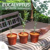 Treeno.9 T131 ยูคาลิปตัส - ไม้ใบสวยงาม (Eucalyptus) กระถาง 6 นิ้ว / สูง 30-40 ซม. / ไม้ประดับ ไม้ฟอกอากาศ (ต้นไม้)