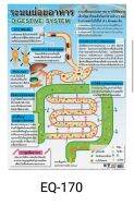 ระบบย่อยอาหาร EQ 170 โปสเตอร์สื่อการสอน หุ้มพลาสติก ขนาด 50 * 70 cm